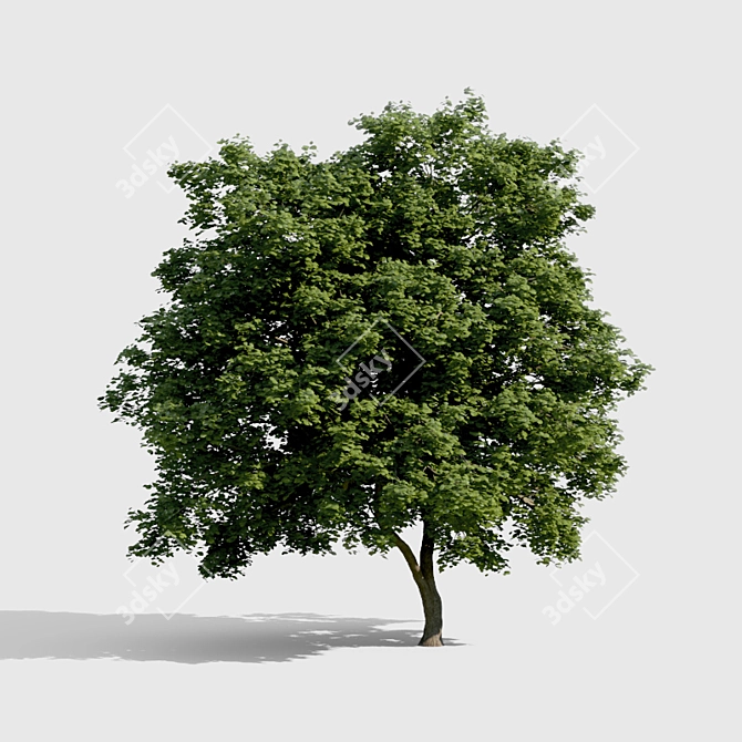 Evergreen Beauty: High-Density Exterior Tree 3D model image 1