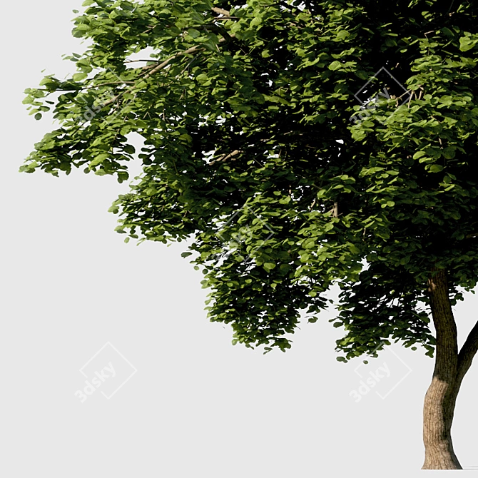 Evergreen Beauty: High-Density Exterior Tree 3D model image 2