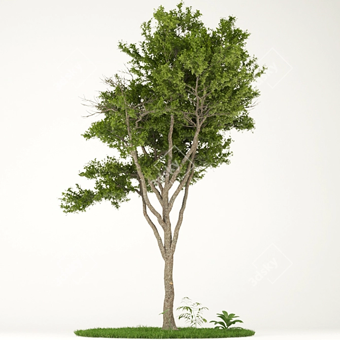 Elegant Tree Print Vol.1 3D model image 1