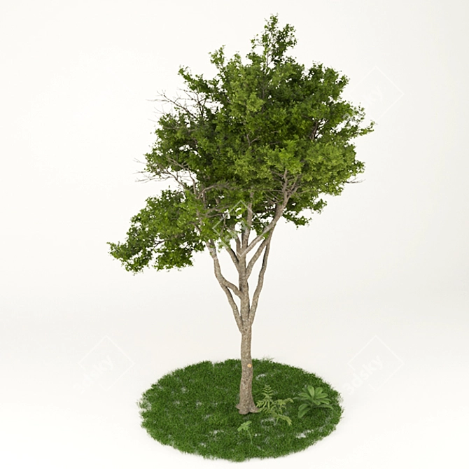 Elegant Tree Print Vol.1 3D model image 2