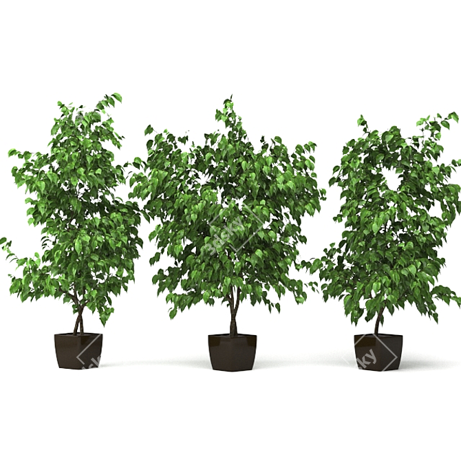 Versatile Ficus: 3 Stunning Varieties 3D model image 1