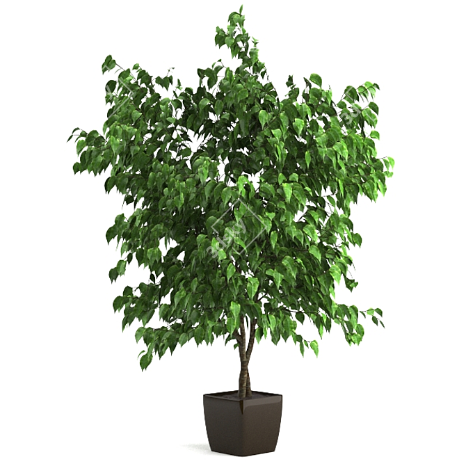 Versatile Ficus: 3 Stunning Varieties 3D model image 2