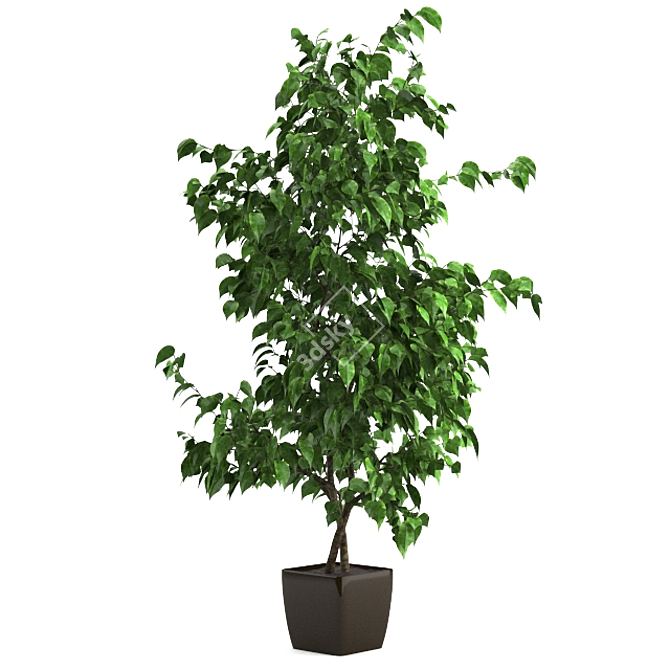 Versatile Ficus: 3 Stunning Varieties 3D model image 3