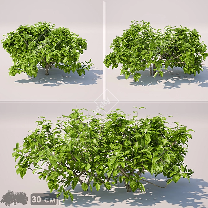 Flourishing Trio of 30cm Bushes 3D model image 1