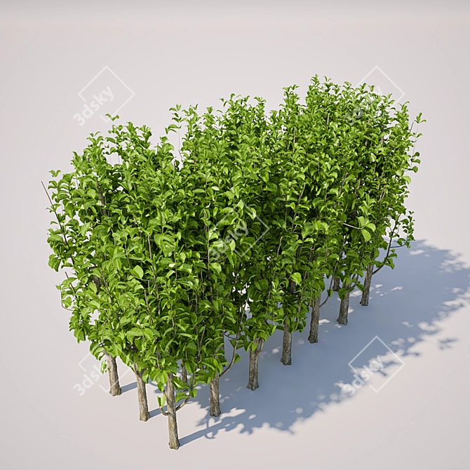 Square Bush, Large and Sturdy 3D model image 2