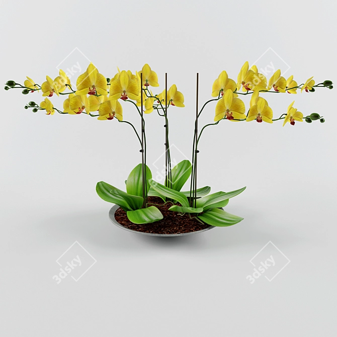 Exquisite Orchid Blossom 3D model image 1