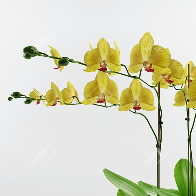 Exquisite Orchid Blossom 3D model image 2