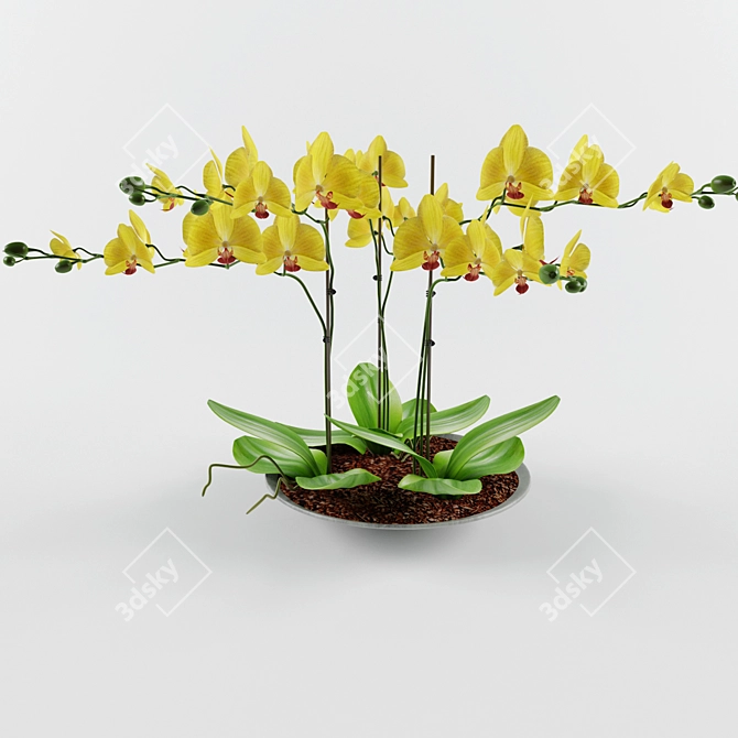 Exquisite Orchid Blossom 3D model image 3