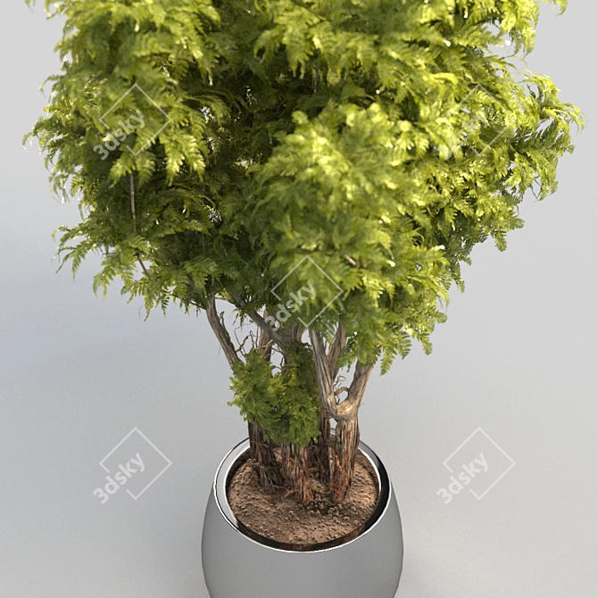 Lush Green Potted Bush 3D model image 3