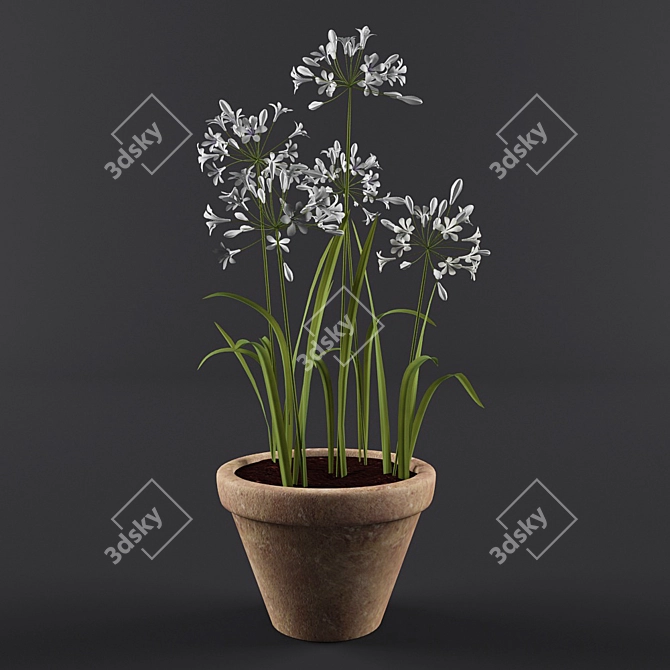 Ornamental Agapanthus in Pot 3D model image 1