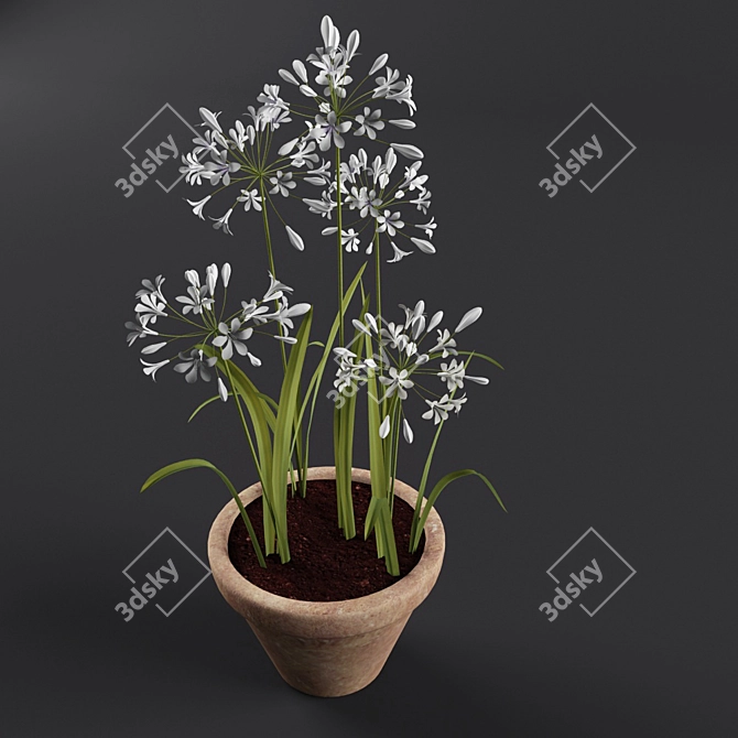 Ornamental Agapanthus in Pot 3D model image 2