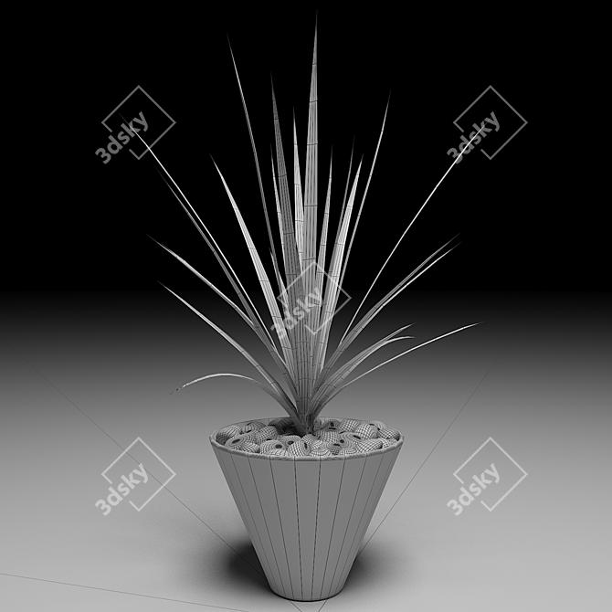 Lush Dracaena Marginata Tree 3D model image 2