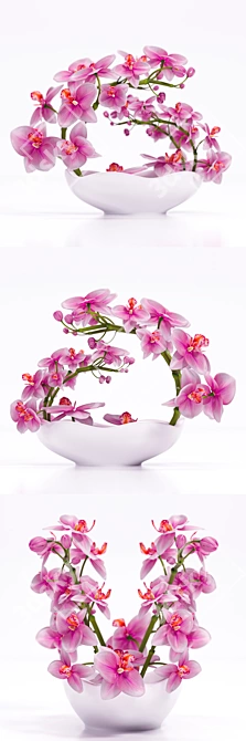 3DSky and 3DDD Dedicated: ORCHID 3 - Unleash Your Creativity 3D model image 1