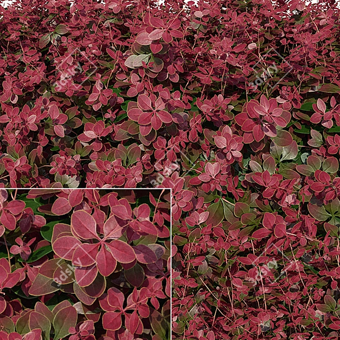 Berberis Thunbergii Hedge 3D model image 2