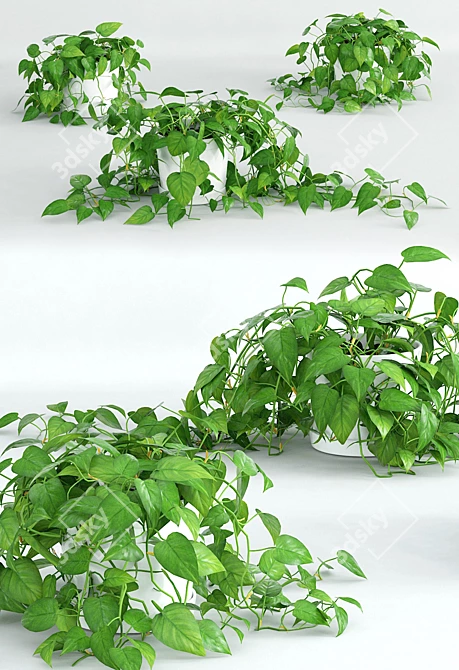 Scandens Climbing Plant: Vray 3D Model 3D model image 2