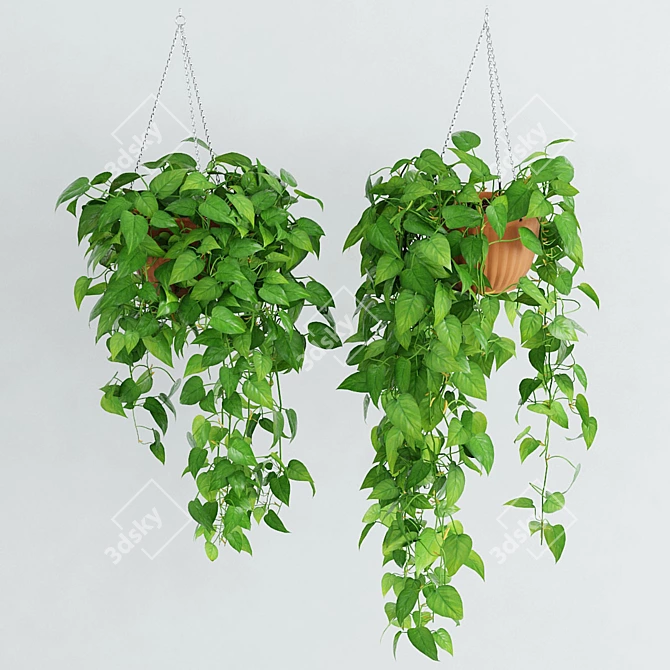 Scandens Hanging Plant: 2 Variants 3D model image 1