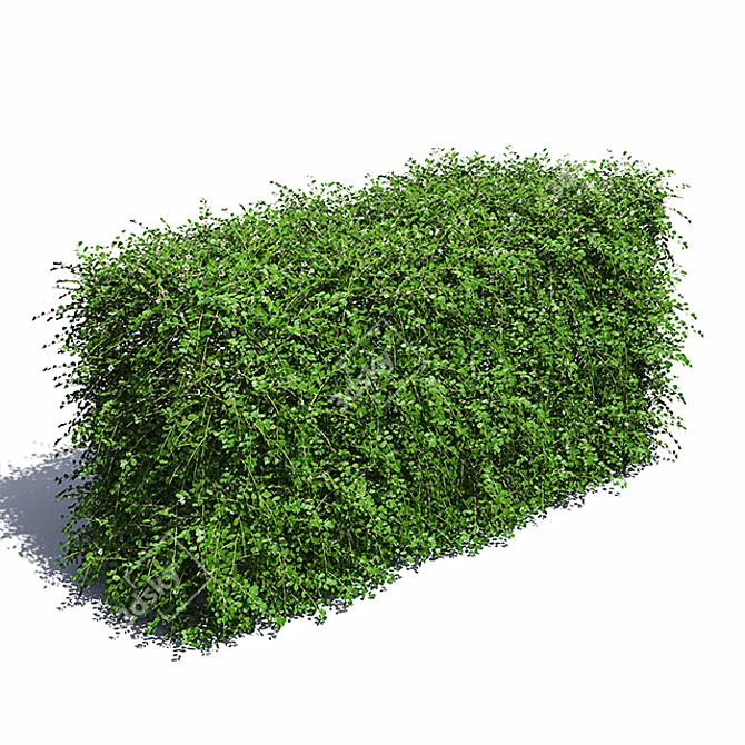 Blooming Cotoneaster Hedge 3D model image 1