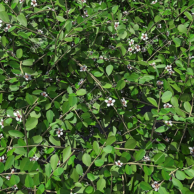 Blooming Cotoneaster Hedge 3D model image 2