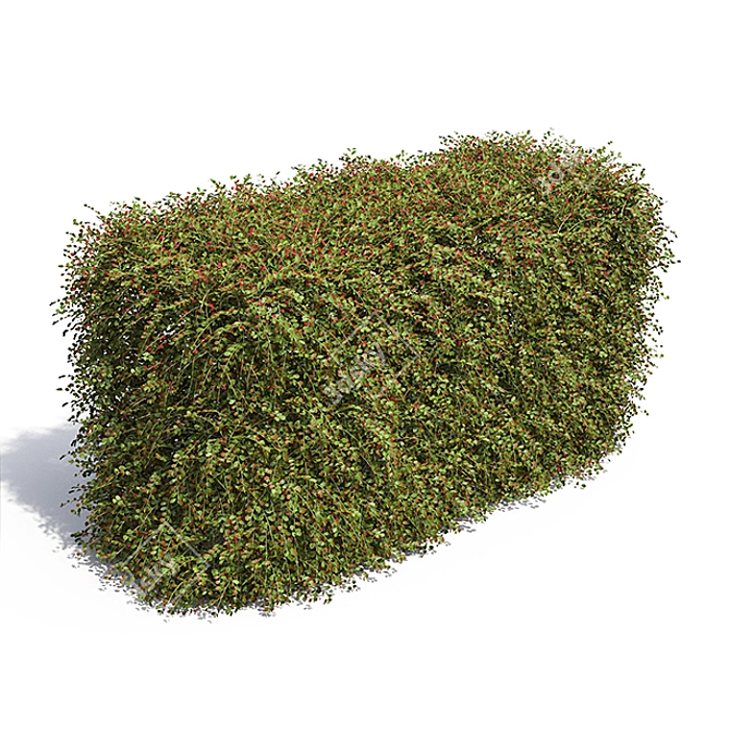 Vibrant Cotoneaster Berries Hedge 3D model image 1
