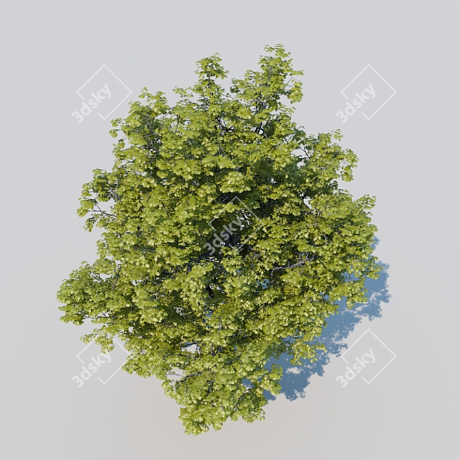 Majestic Oak of Serenity 3D model image 3