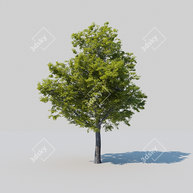 Mighty Oak: Revamped and Resplendent 3D model image 1