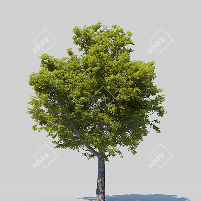 Mighty Oak: Revamped and Resplendent 3D model image 2