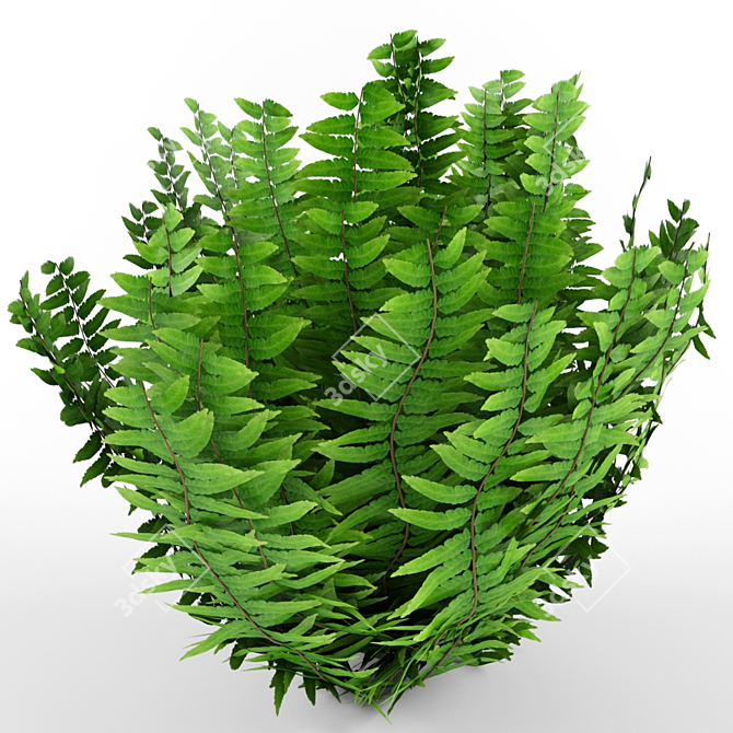 Elegant Fern for Indoor Décor 3D model image 1