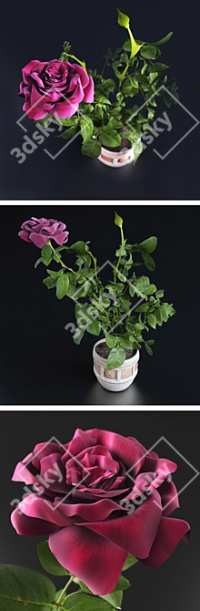 Blooming Beauty: Miniature Rose 3D model image 1