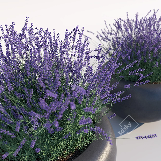 Serenity in a Bottle: Lavender Essential Oil 3D model image 2