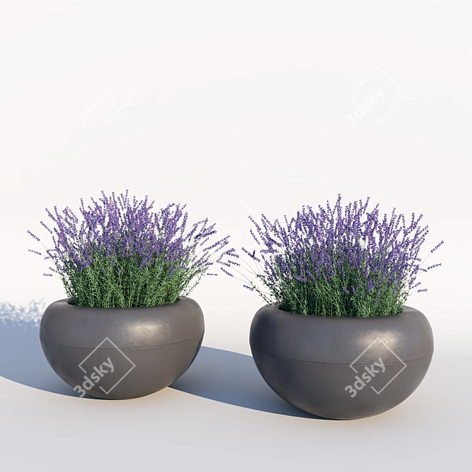 Serenity in a Bottle: Lavender Essential Oil 3D model image 3