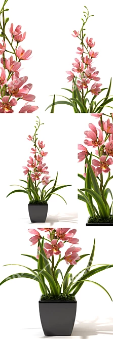 Elegant Orchid Collection 3D model image 1