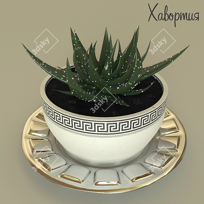 Haworthia - Stunning Ornamental Plant 3D model image 1