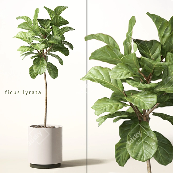 Tall Ficus Lyrata: 1800mm Height 3D model image 1