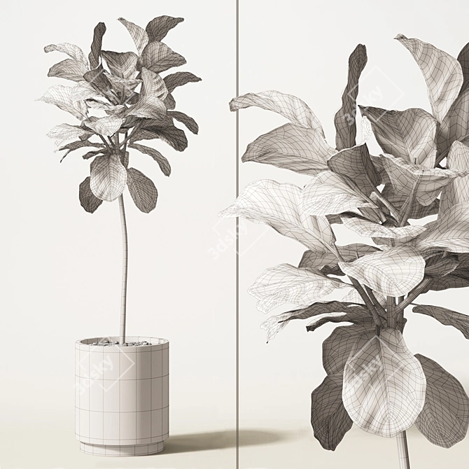 Tall Ficus Lyrata: 1800mm Height 3D model image 2