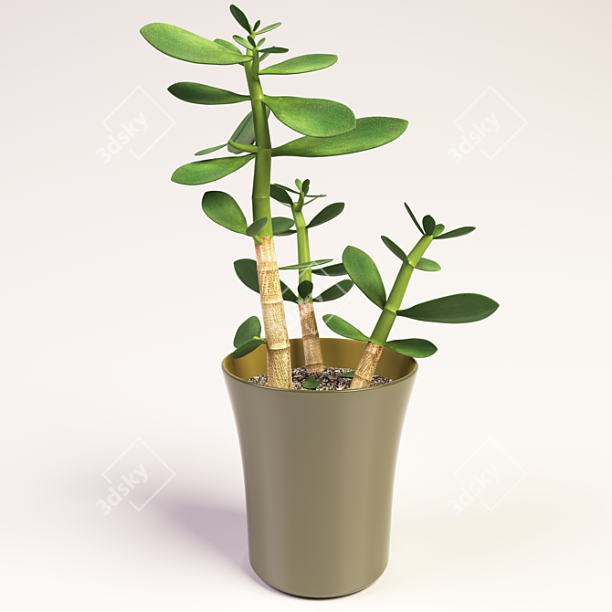 32cm Money Plant - Prosperity in a Pot 3D model image 1