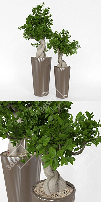 Elegant Ficus Bansai Duo 3D model image 2