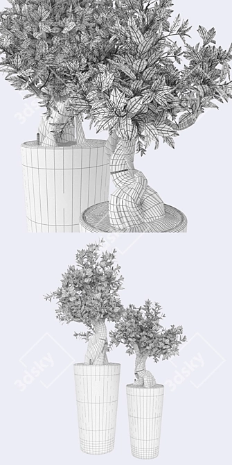 Elegant Ficus Bansai Duo 3D model image 3