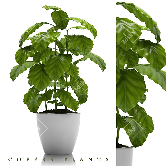 24 Coffee Plants: The Ultimate Brew 3D model image 1