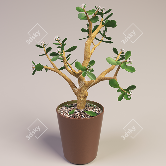 Blooming Money Tree - 36cm Height 3D model image 1