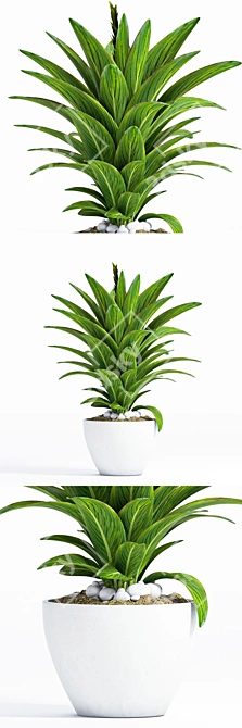 Decorative Plant: Max 2015, 2012, FBX 3D model image 1