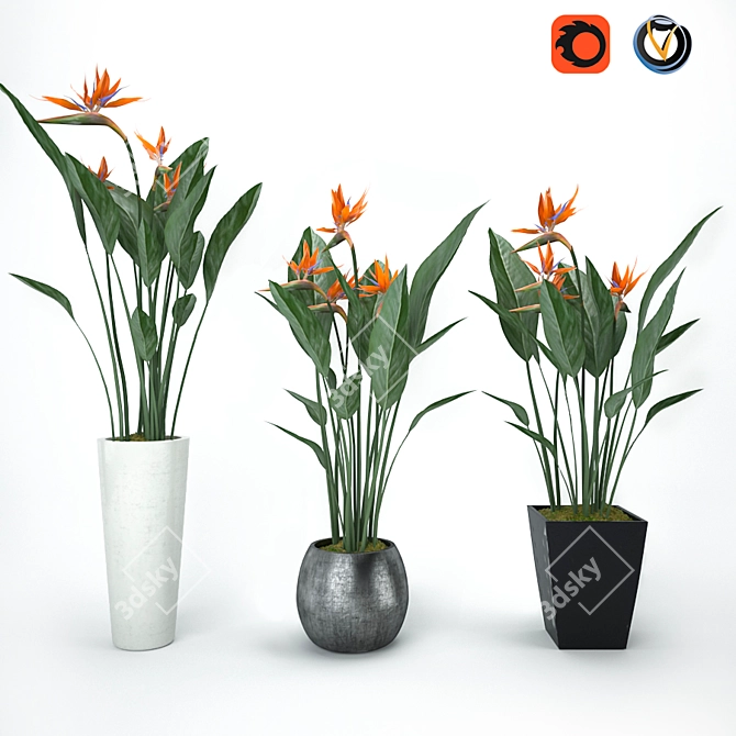 Tropical Beauty Strelitzia 3D model image 1