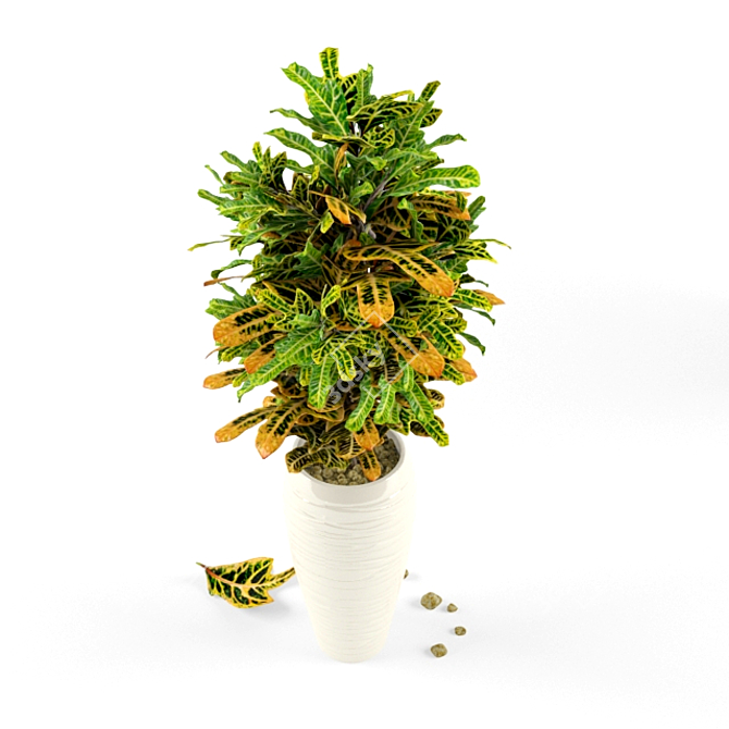 Vibrant Tropical Croton Plant 3D model image 2