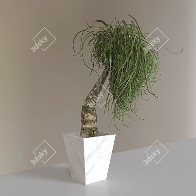 Lush Ponytail Palm - Perfect for Indoor Decor 3D model image 1