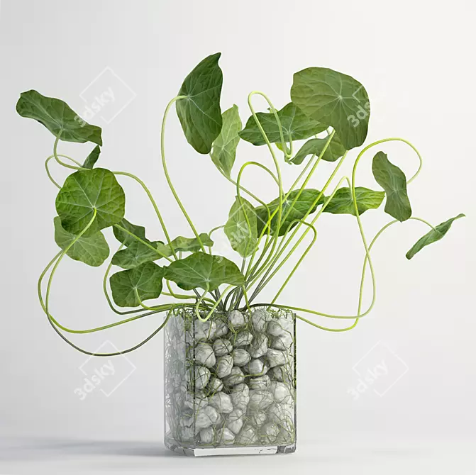 Natural Green Decorative Plant 3D model image 1