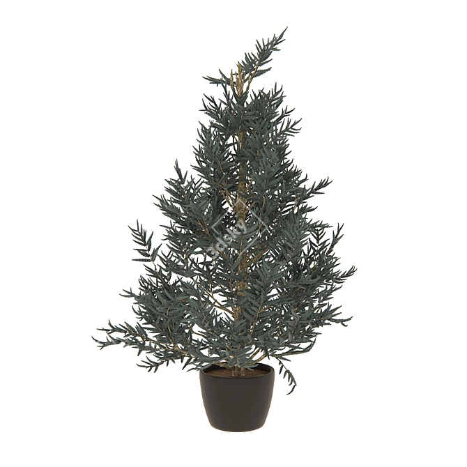 Blue Spruce Tree in Pot | 530mm Height 3D model image 1