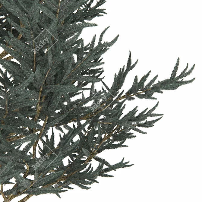 Blue Spruce Tree in Pot | 530mm Height 3D model image 2