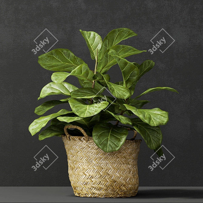 Tropical Beauty: Ficus Lyrata 3D model image 2