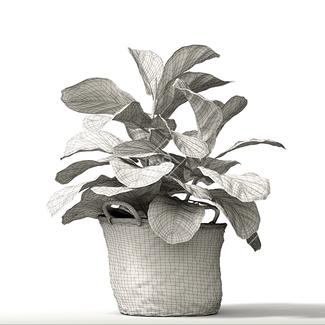 Tropical Beauty: Ficus Lyrata 3D model image 3