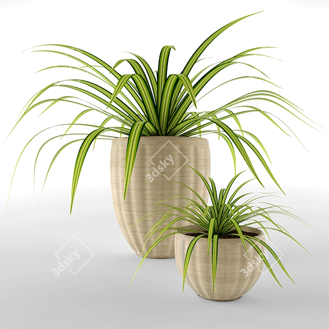 Chlorophytum Pots: Home, Office, Garden 3D model image 1