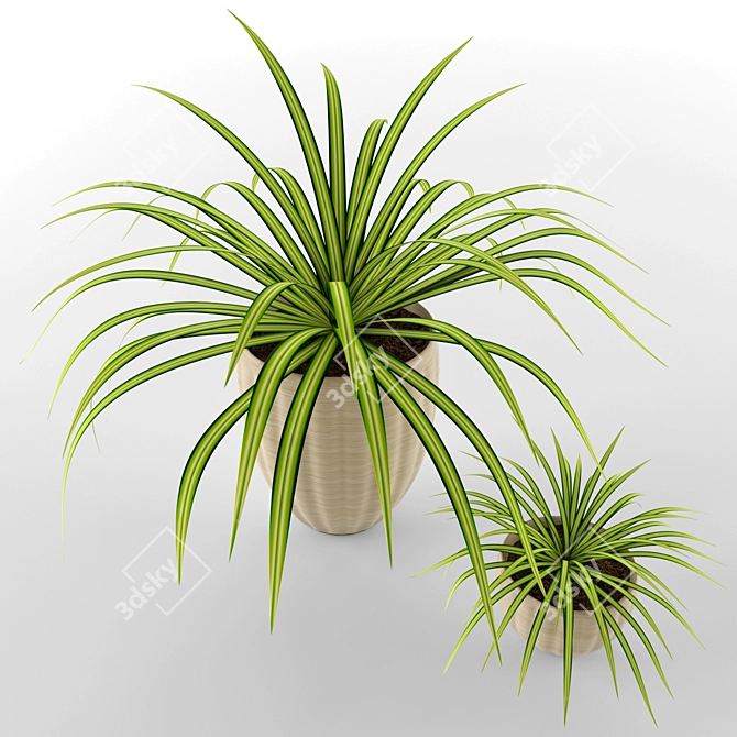 Chlorophytum Pots: Home, Office, Garden 3D model image 2